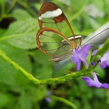 The Butterflies Wood House Villa Reshafim Exteriör bild