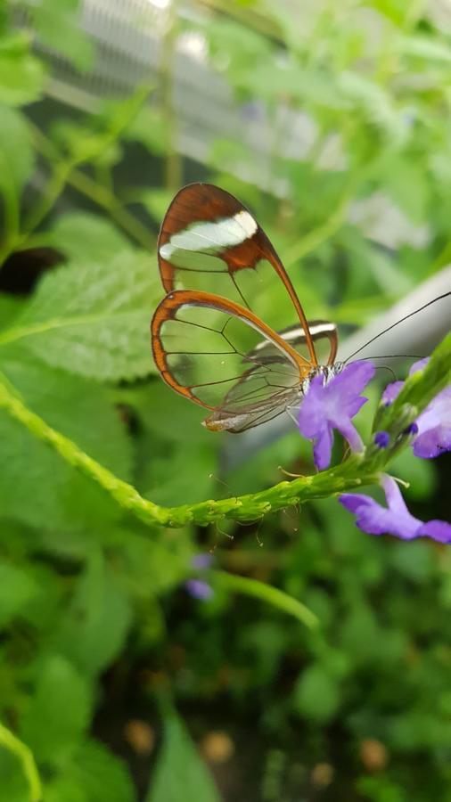 The Butterflies Wood House Villa Reshafim Exteriör bild